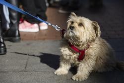 Un can no desfile de mascotas na praza de Chueca durante as Festas de San Antón 2022 /Jesús Hellín - Europa Press