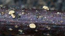 Nova especie de fungo localizada na illa de Cortegada / Universidade de Santiago.