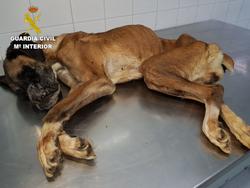 Unha cadela foi abandonada ata morrer desnutrida nun novo caso de maltrato animal / Seprona