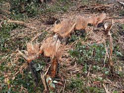 Denuncian un novo arboricidio en Ourense / Amigas das Árbores