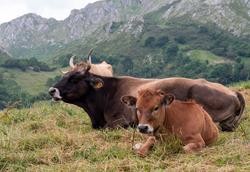 Vacas. GOBERNO DE ASTURIAS / Europa Press