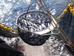 Capturas dun barco pesqueiro en alta mar / Pesca - OPAGAC - Arquivo 
