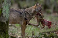 Imaxe dun lobo alimentándose.. ADAM WAJRAK/UNIVERSIDADE DE HUELVA