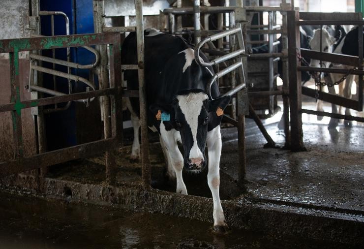 Unha vaca leiteira, da raza bovina frisoa, nas instalacións dunha granxa / Isabel Infantes - Arquivo