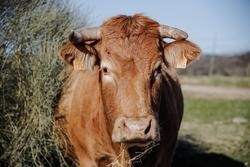 Unha vaca pastando nunha leira de gandaría extensiva en Colmenar Viejo / Europa Press