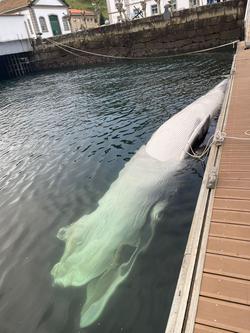 Cetáceo morto atopado en Ferrol / remitida