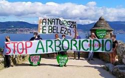 Campaña de Ecoloxistas en Acción sobre unha xestión responsable do arboredo urbano / remitida