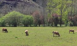 Vacas de carne / EUROPA PRESS - Arquivo