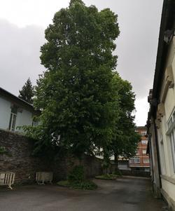 Árbore tallada na contorna do Fogar de Santa María, en Lugo / ECOLOXISTAS EN ACCIÓN GALIZA ATLÁNTICA E VERDE