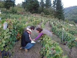 Estudan dúas variedades de vide asturianas. CSIC / Europa Press