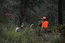 Un cazador nos montes de Cameixa, no municipio ourensán de Boborás, durante o primeiro día de declaración de emerxencia cinexética en Galicia, que permite cazar xabarís sen límite ata febreiro / ROSA VEIGA 