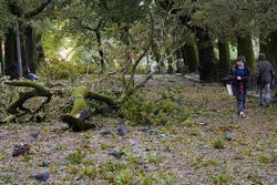 Unha árbore caída a causa do vento provocado pola borrasca Kirk no parque da Alameda, a 9 de outubro de 2024, en Santiago de Compostela, A Coruña, Galicia.. Álvaro Ballesteros - Europa Press / Europa Press