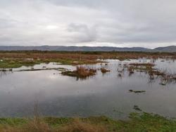 Humedais na Lagoa de Antela / Ecoloxistas en Acción