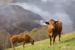 Varias vacas pastan cun fondo de monte queimado no Sollío, a 30 de marzo de 2023, en Baleira / Carlos Castro - Arquivo