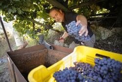 O colleiteiro estadounidense Zak Elfman recolle acios de godello e garnacha, a 9 de setembro de 2022, na Ribeira Sacra / Carlos Castro - Arquivo