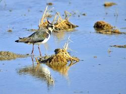 Arquivo - Especie de avefría europea.. DPT - Arquivo / Europa Press