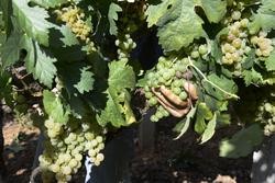 Arquivo - Vendima e carga de uvas en colector nunha das viñas que abastecen á adega Pazo do Mar en Feá / Rosa Veiga