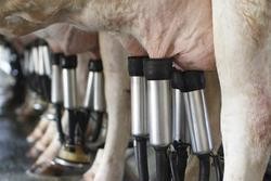 Muxido das vacas / Arquivo
