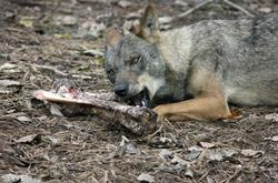 Arquivo - Un lobo come os restos dun animal.. ASAJA ESTREMADURA - Arquivo / Europa Press