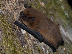 Morcego anano, o máis común en Galicia / Morcegos de Galicia