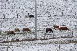 Varias vacas nun campo cuberto de neve na Fonsagrada / Carlos Castro - Europa Press