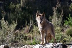 Un lobo ibérico do Centro do Lobo Ibérico en localidade de Robledo de Sanabria, en plena Serra da Culebra / Carlos Castro - Arquivo