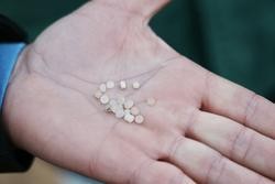 Un voluntario mostra varios pellets na palma da súa man na praia da Area / Europa Press