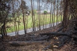 Zona de bosque queimado tras o incendio, a 16 de outubro de 2023, en Trabada / Carlos Castro - Arquivo