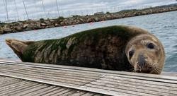 Lobo mariño no peirao de Oza, na Coruña / CEMMA - Arquivo