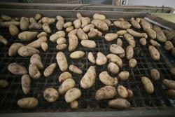 Cultivo nun almacén de patacas, a 22 de setembro de 2023, en Sampaio, Lugo / Carlos Castro - Arquivo