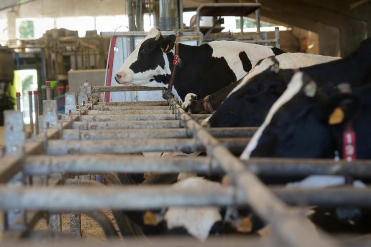 Vacas dunha gandaría de lácteo en Sabadelle /  Carlos Castro - Arquivo