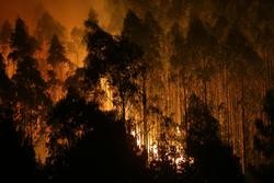 Árbores de eucalipto arden durante o incendio/ Carlos Castro - Arquivo