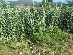 Arundo donax / Arquivo