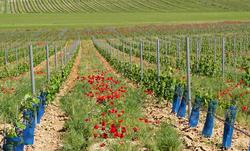 Recurso de fertilizantes agricultura ecolóxica / UNIUNA DE LLAURADORS - Arquivo