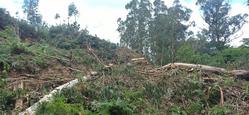 Talla de arboredo en Conxo / Ecoloxistas en Acción