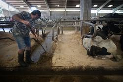 Un gandeiro xunto a vacas dunha gandaría de lácteo en Sabadelle, a 7 de agosto de 2023, en Chantada / Carlos Castro - Arquivo