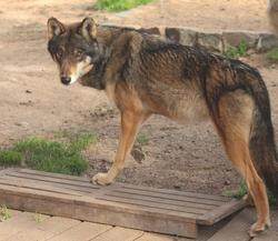 Arquivo - Lobo traído desde Alemaña.. ZOO EL BOSQUE - Arquivo / Europa Press