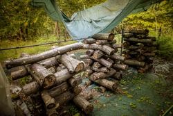 Producción de shiitake na comunidade de montes do Couso