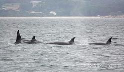 Avistan na ría de Arousa a catro orcas que pertencen á familia liderada pola 