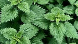 Ortiga / actualfruveg.com