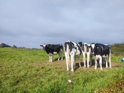Vacas de leite / EUROPA PRESS - Arquivo