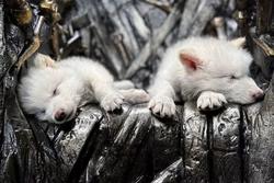 Rómulo e Remo, os dous exemplares de lobo terrible creados por Colossal Biosciences / Colossal Biosciences