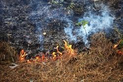 Queima forestal / XUNTA