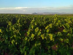 Unha plantación de viñedo / CLYGAL - Arquivo