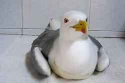 Gaivota afectada por síndrome parético.. INSTITUTO ESPAÑOL DE OCEANOGRAFÍA / Europa Press