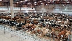 Vacas no mercado de gando de Silleda / Campo Galego