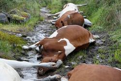 27 vacas morren alcanzadas por un raio nunha explotación gandeira en Rodeiro / Carlos Castro