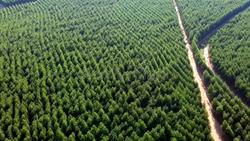 Vista aérea dunha plantación de eucaliptos / Commons