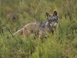 Un lobo ibérico nunha paisaxe verde.. ADEGA / Europa Press