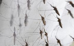 Praga de mosquitos / Commons